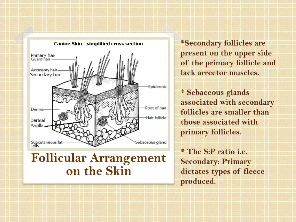 secondary follicles are present on the upper side