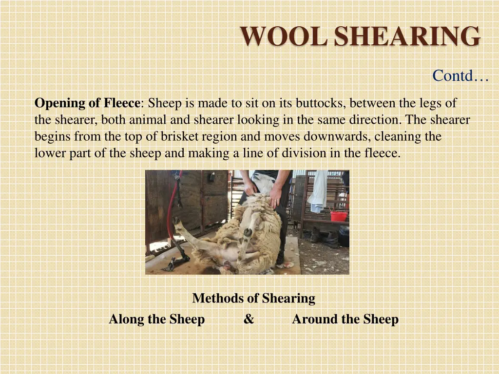 wool shearing 1