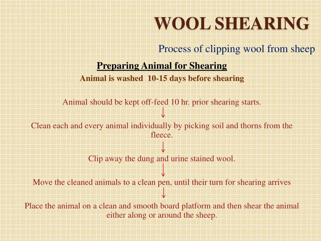 wool shearing