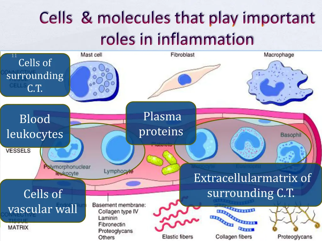 cells molecules that play important roles 1