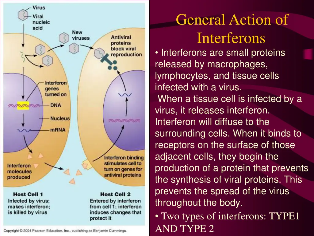 general action of interferons