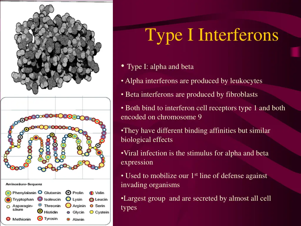 type i interferons