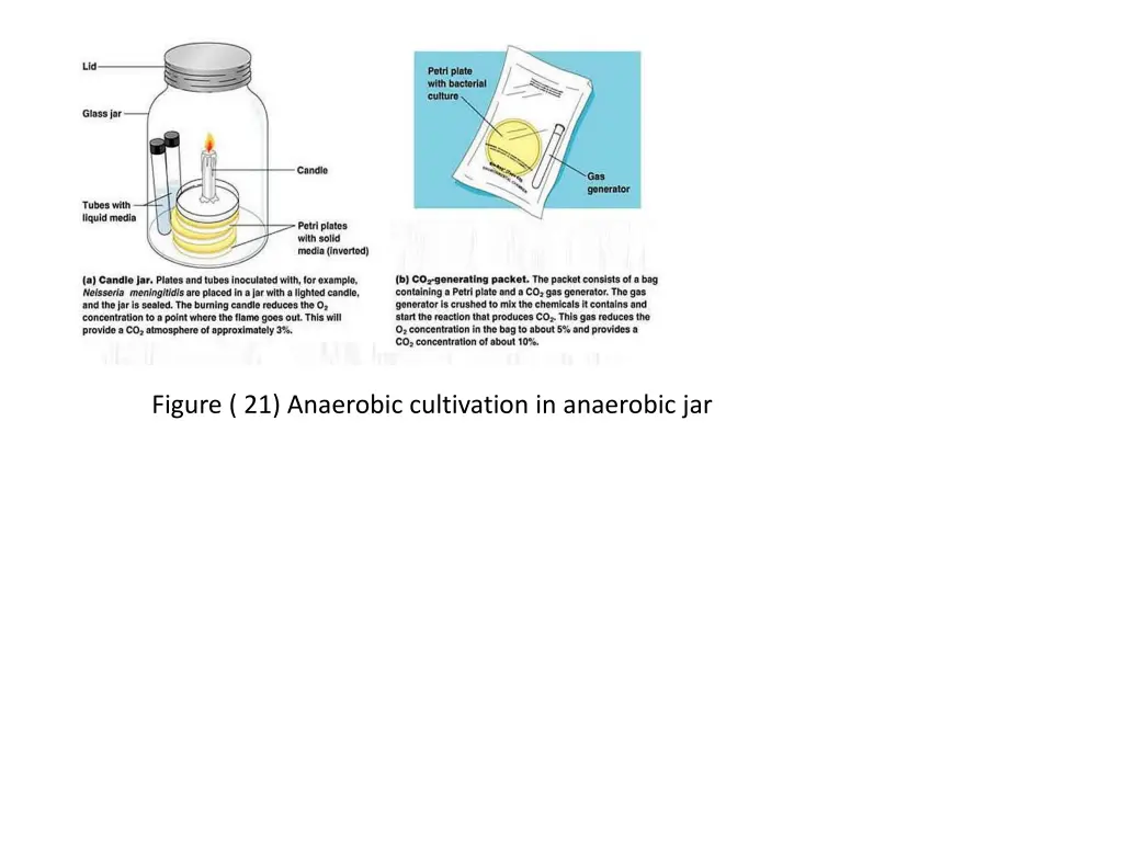 figure 21 anaerobic cultivation in anaerobic jar