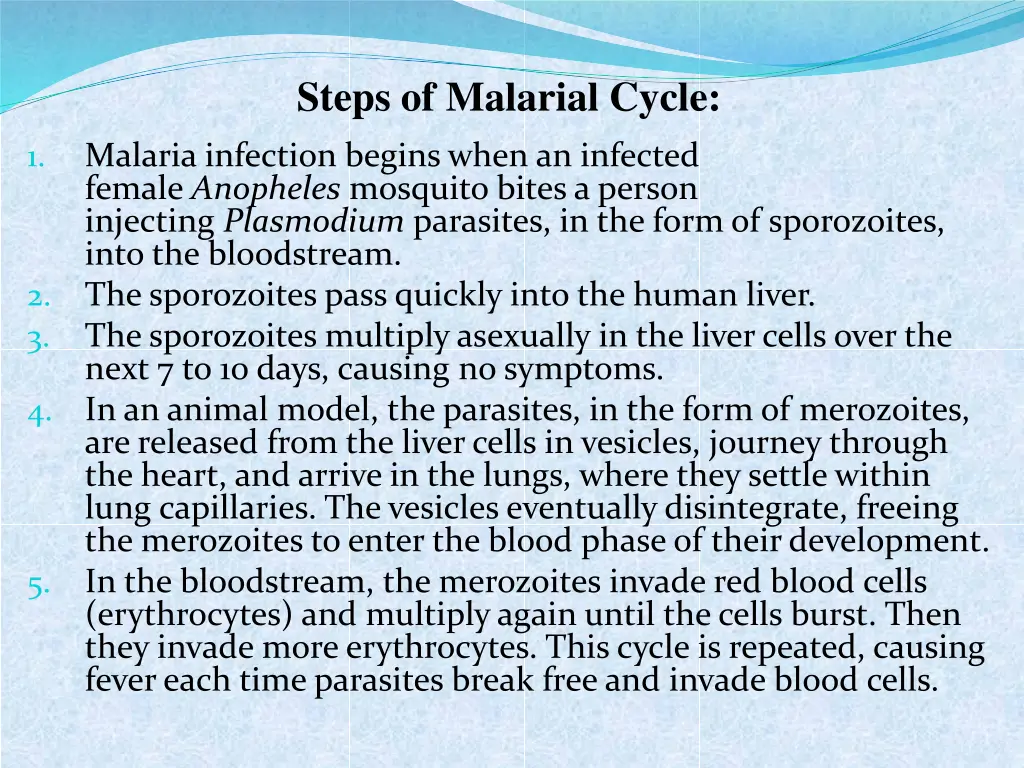 steps of malarial cycle