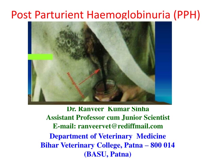 post parturient haemoglobinuria pph