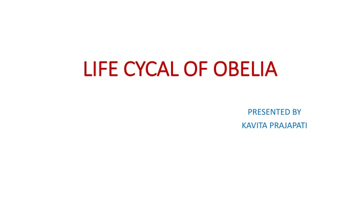 life cycal of obelia life cycal of obelia