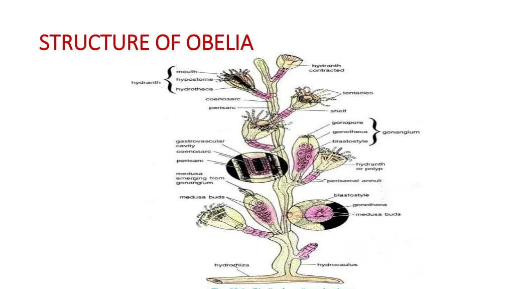 structure of obelia structure of obelia