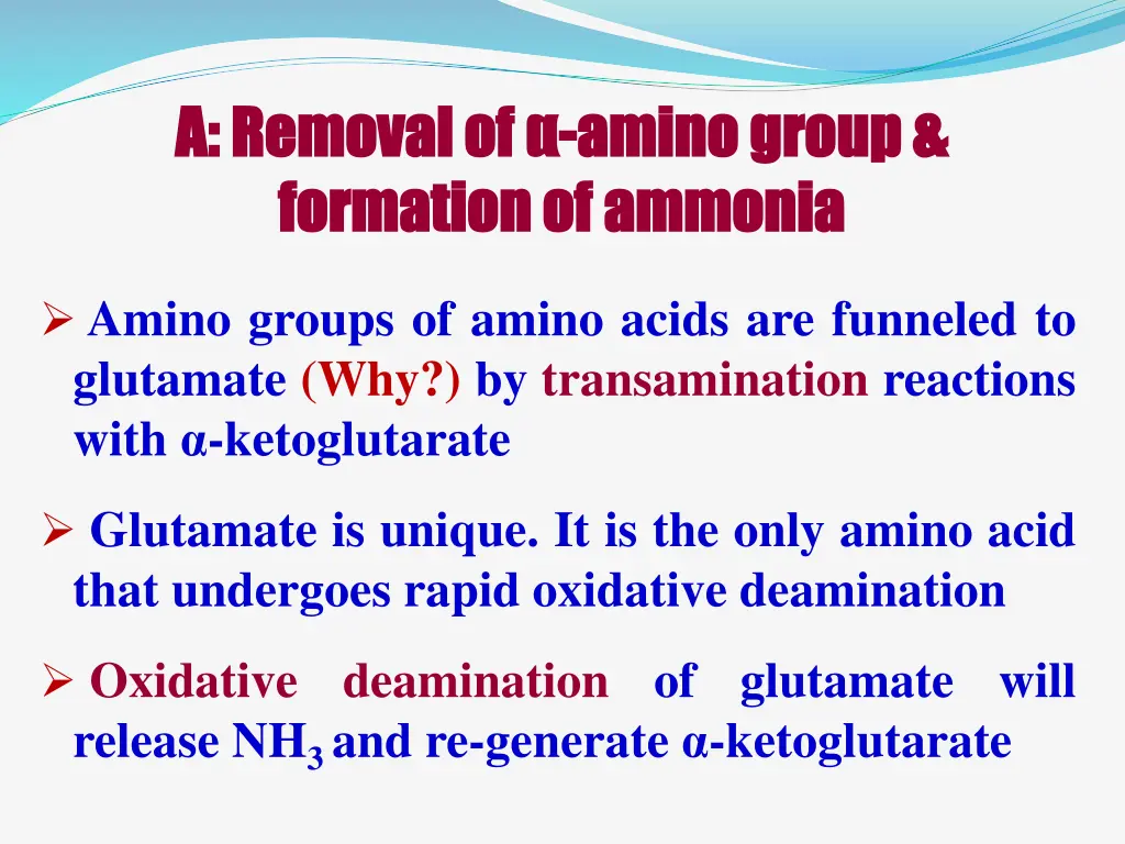 a removal of a removal of amino group formation