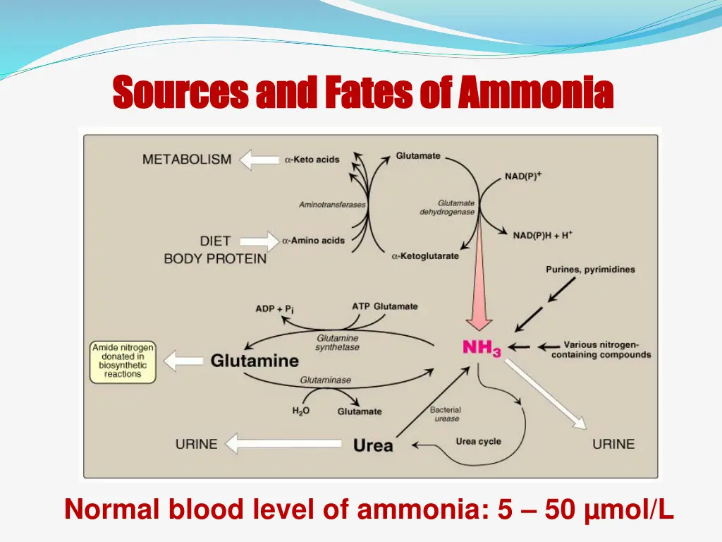 sources and fates of ammonia sources and fates