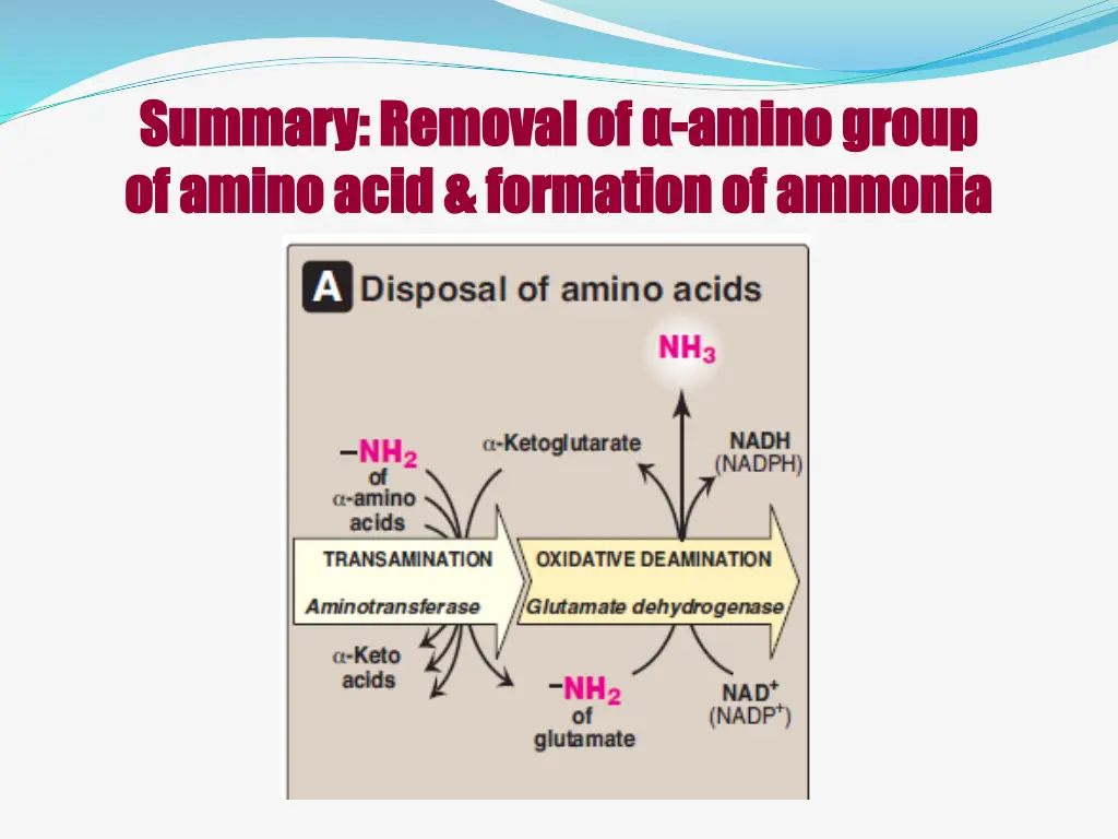 summary removal of summary removal of amino group