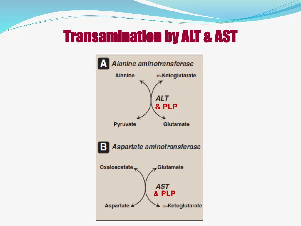 transamination transamination by alt ast