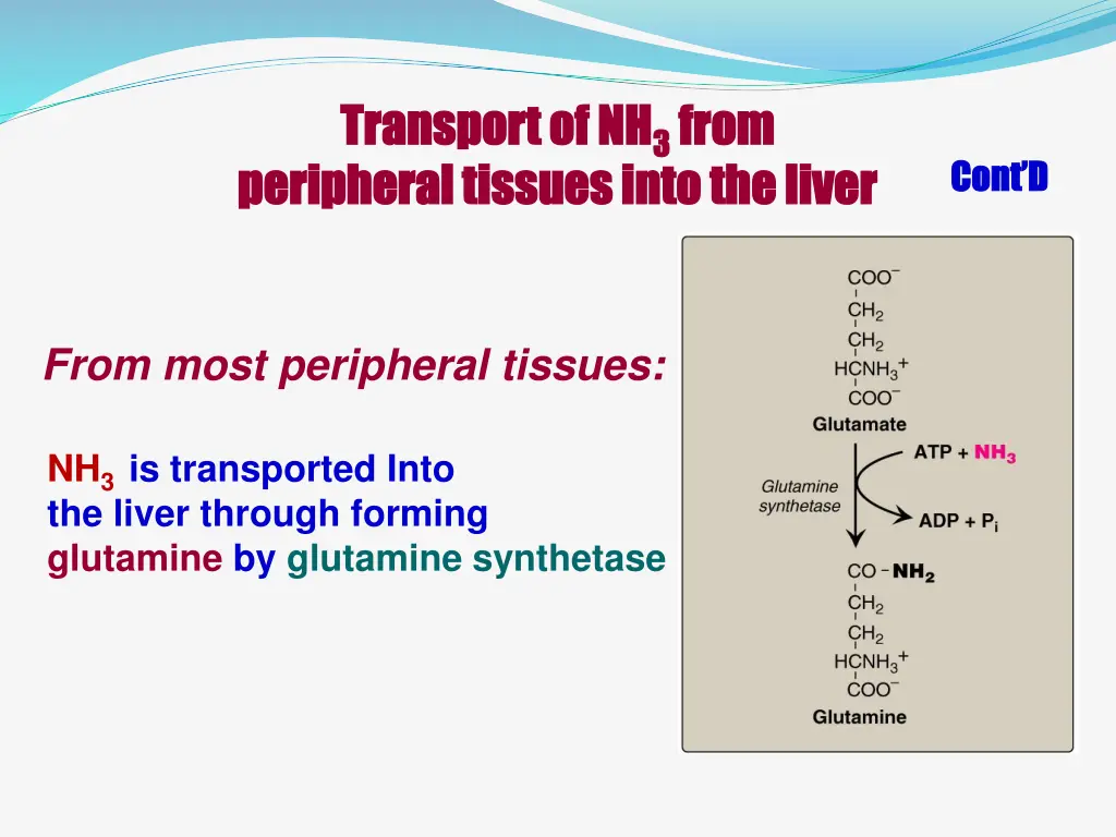 transport of nh transport of nh 3 3 from