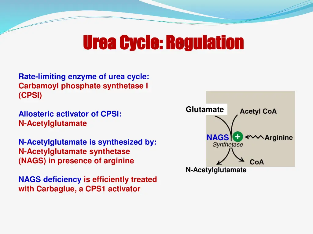 urea cycle regulation urea cycle regulation