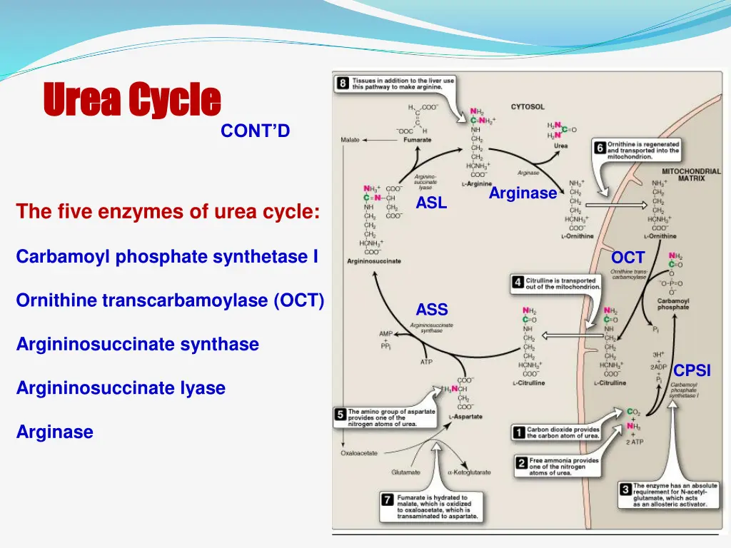 urea cycle urea cycle 2