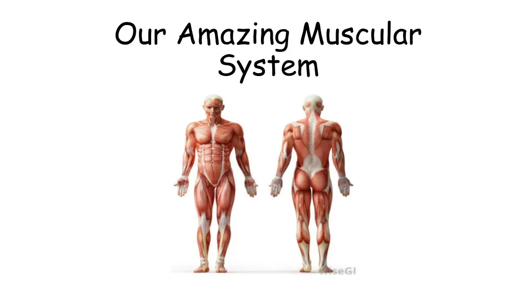 our amazing muscular system