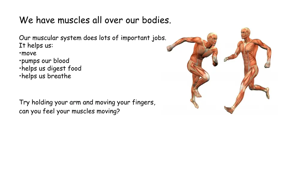 we have muscles all over our bodies