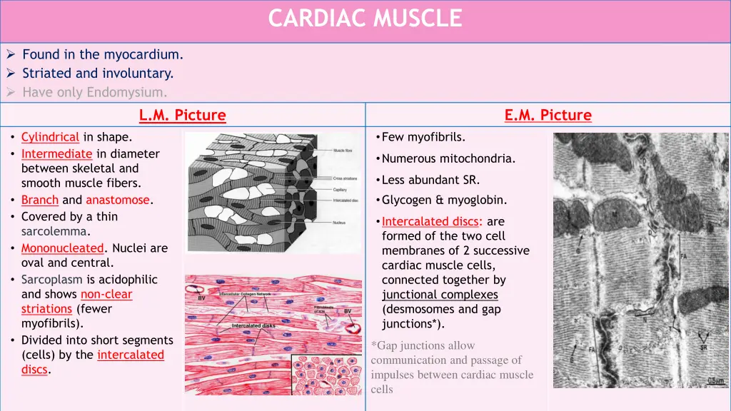 cardiac muscle