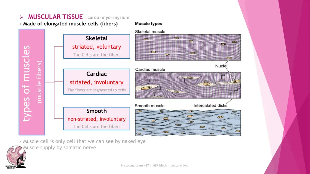 muscular tissue carco myo mysium made