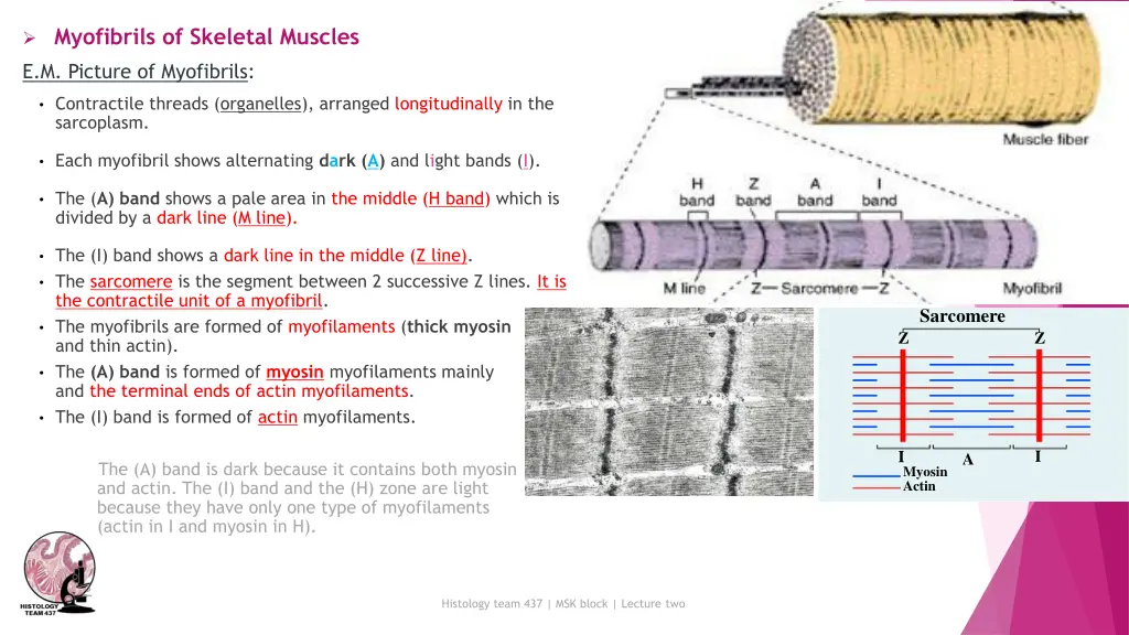 myofibrils of skeletal muscles