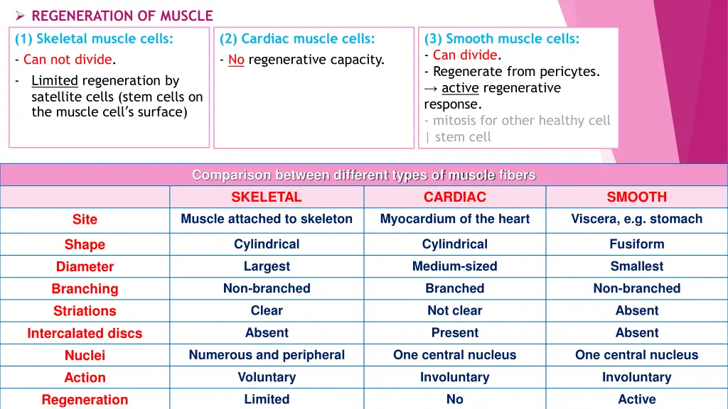 regeneration of muscle 1 skeletal muscle cells