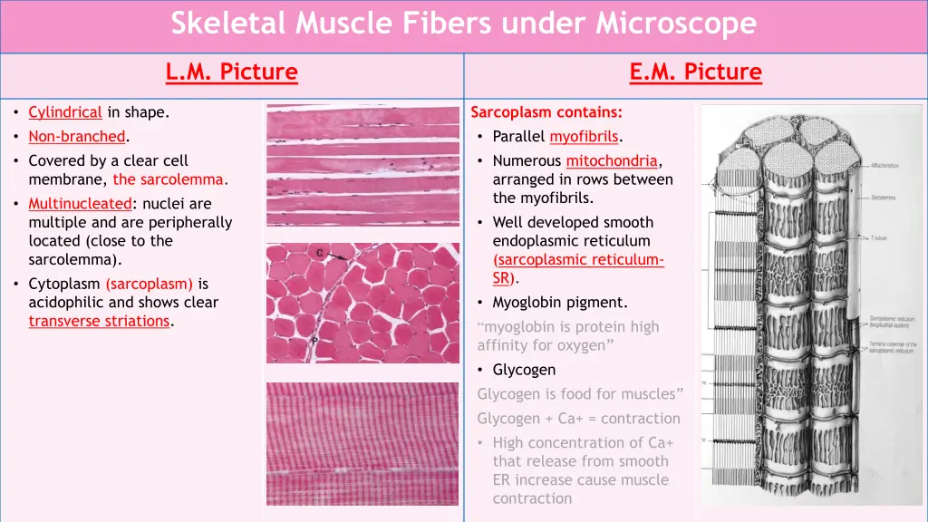 skeletal muscle fibers under microscope