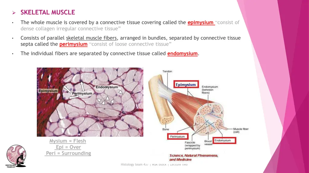 skeletal muscle