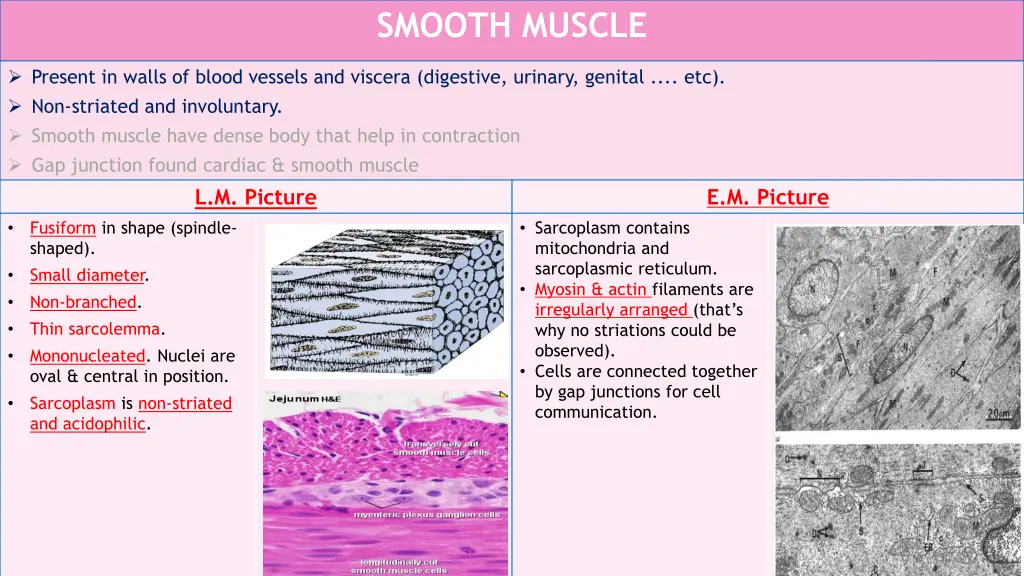 smooth muscle