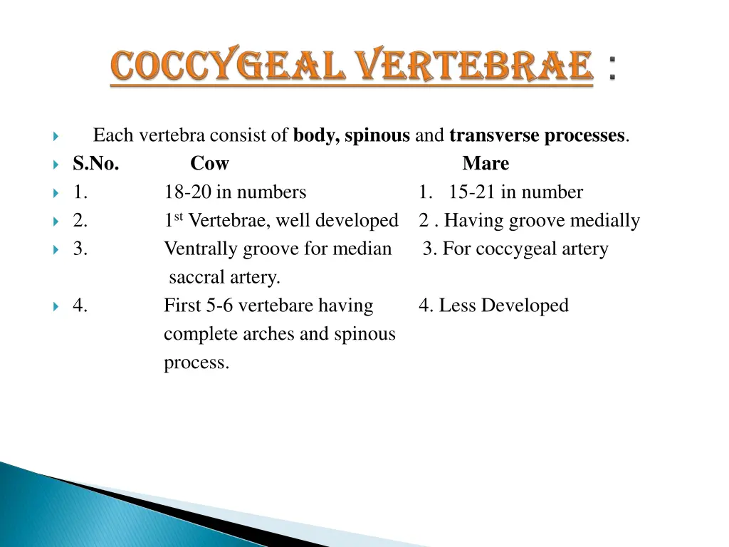 coccygeal vertebrae