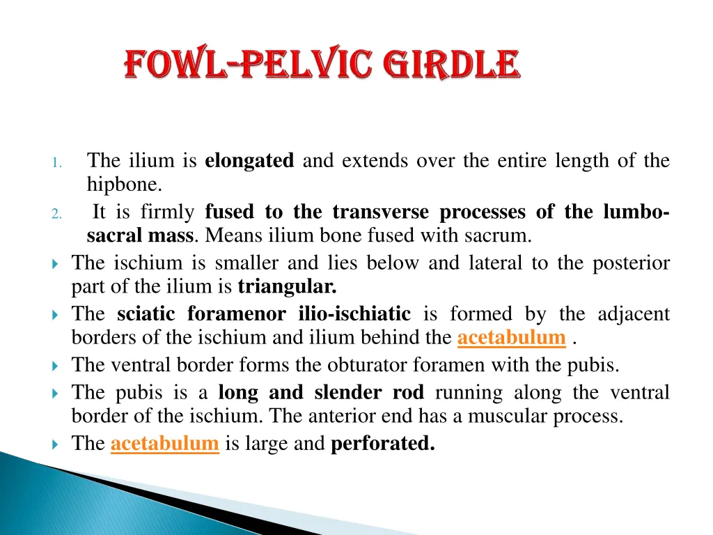 the ilium is elongated and extends over