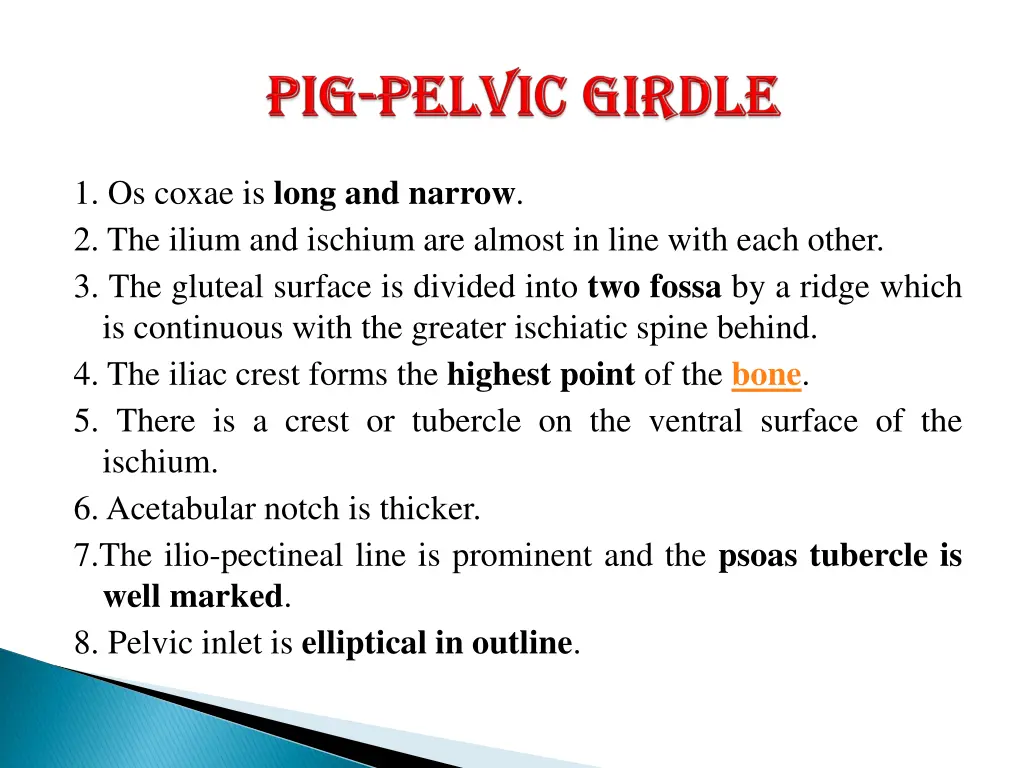 1 os coxae is long and narrow 2 the ilium