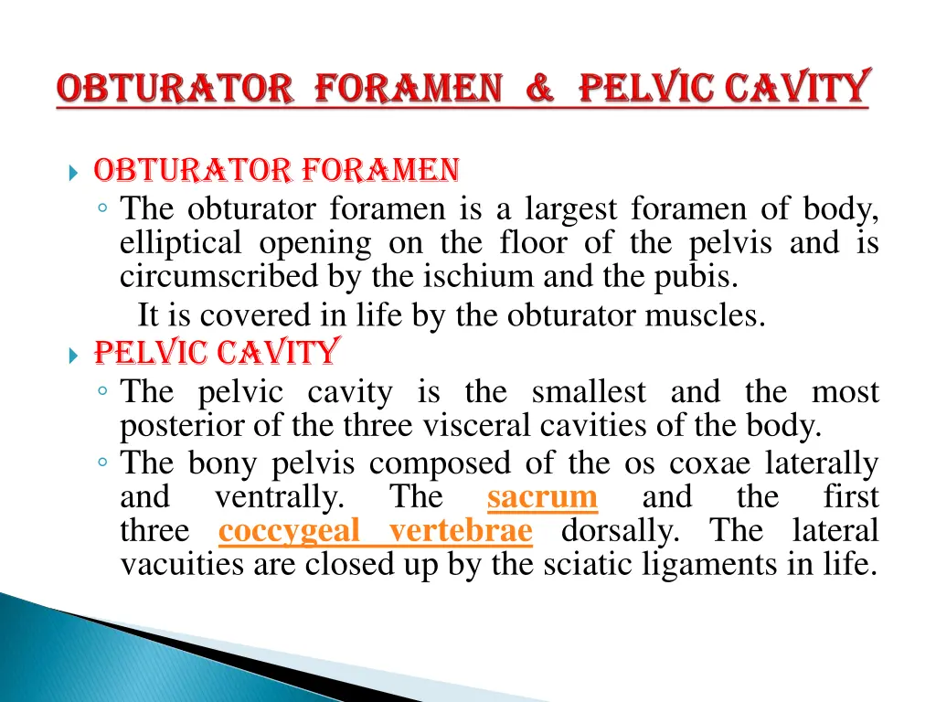 obturator foramen the obturator foramen