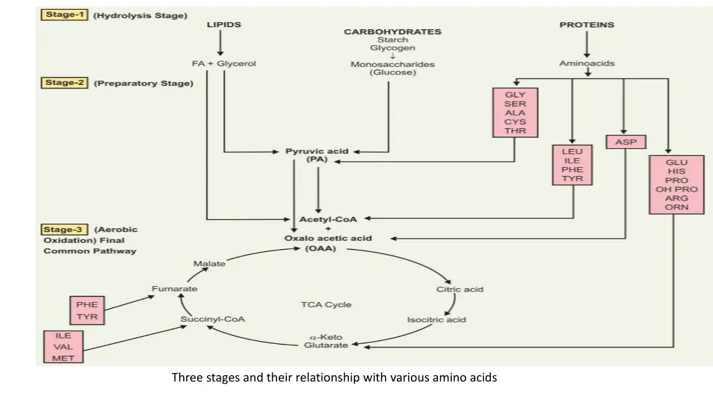 three stages and their relationship with various