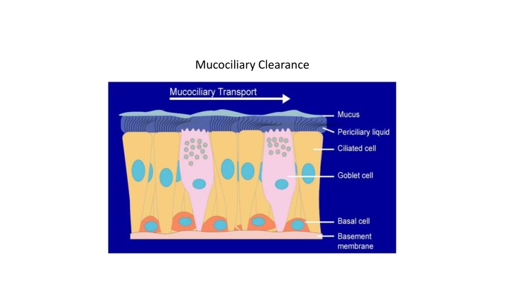 mucociliary clearance