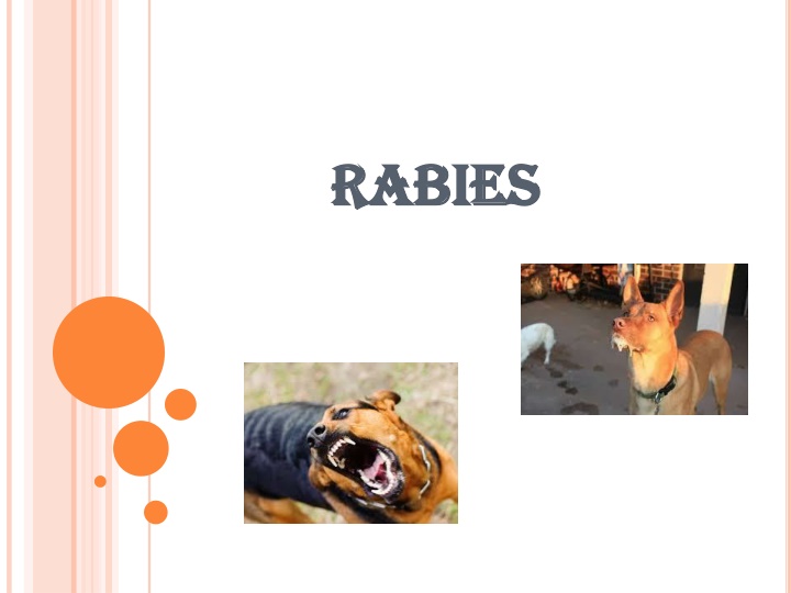 rabies rabies