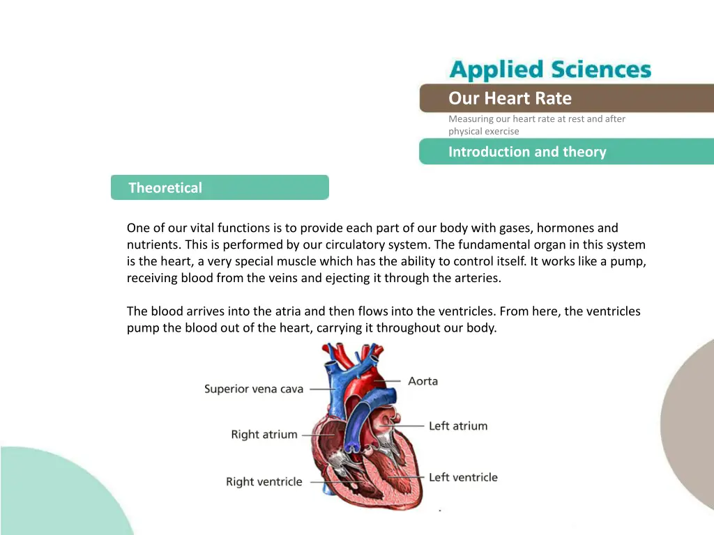 our heart rate measuring our heart rate at rest 2