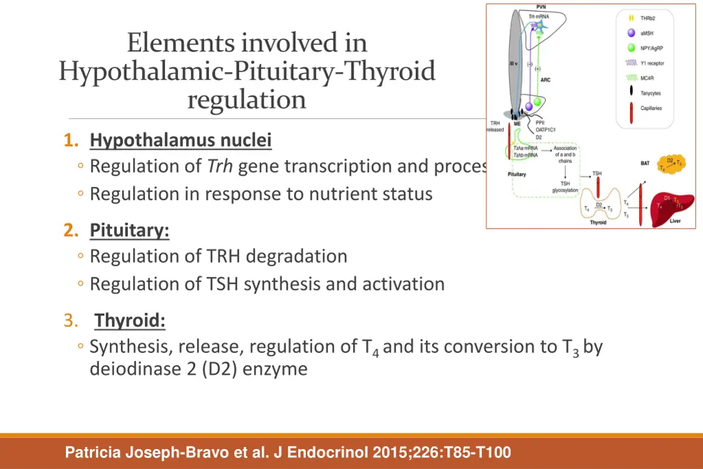 elements involved in hypothalamic pituitary