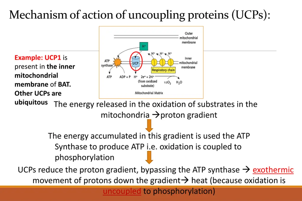 mechanism of action of uncoupling proteins ucps