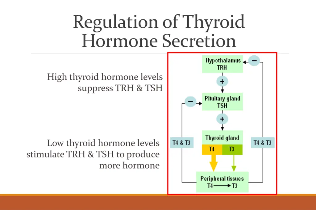 regulation of thyroid hormone secretion 2