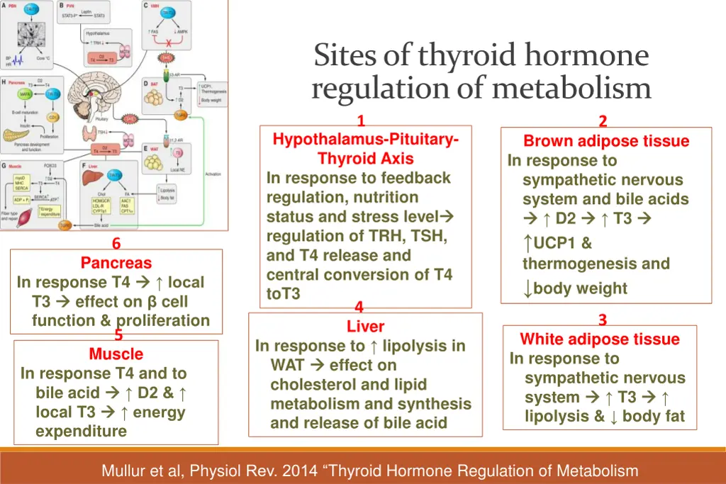 sites of thyroid hormone regulation of metabolism