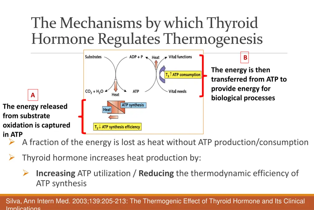 the mechanisms by which thyroid hormone regulates