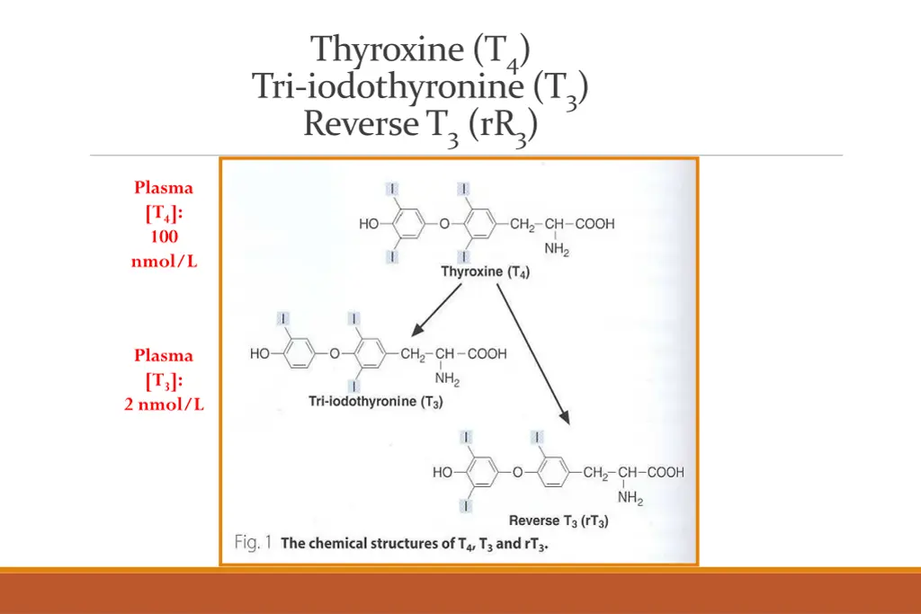 thyroxine t 4 tri iodothyronine t 3 reverse