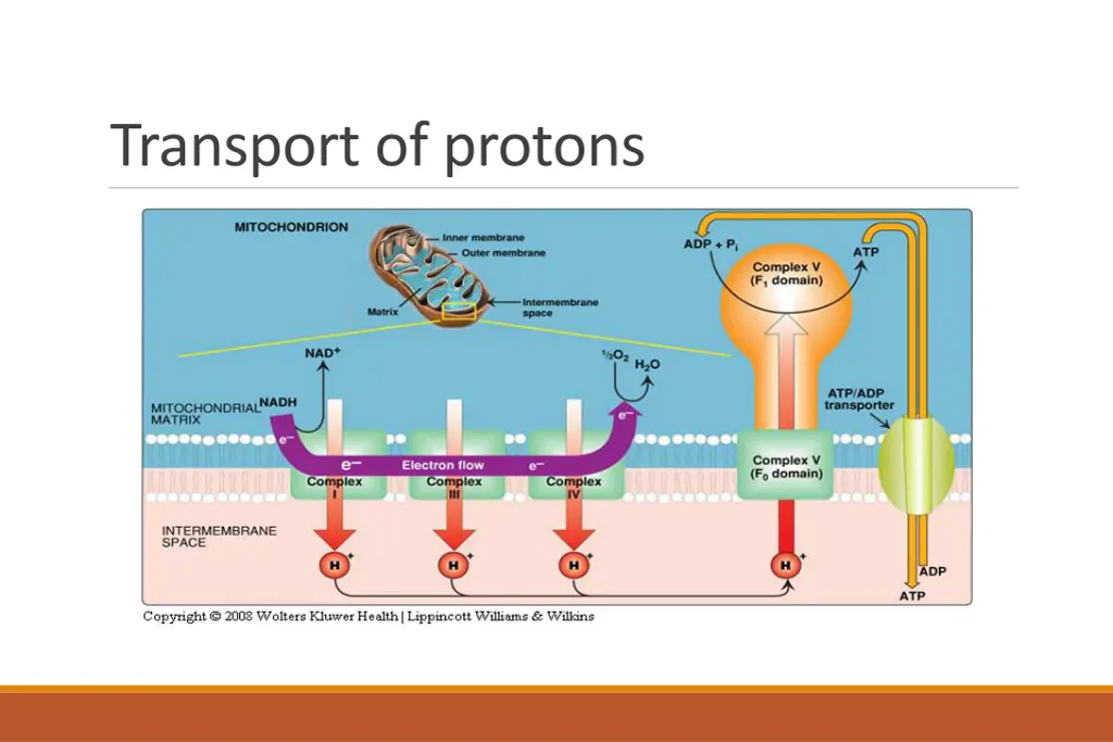 transport of protons