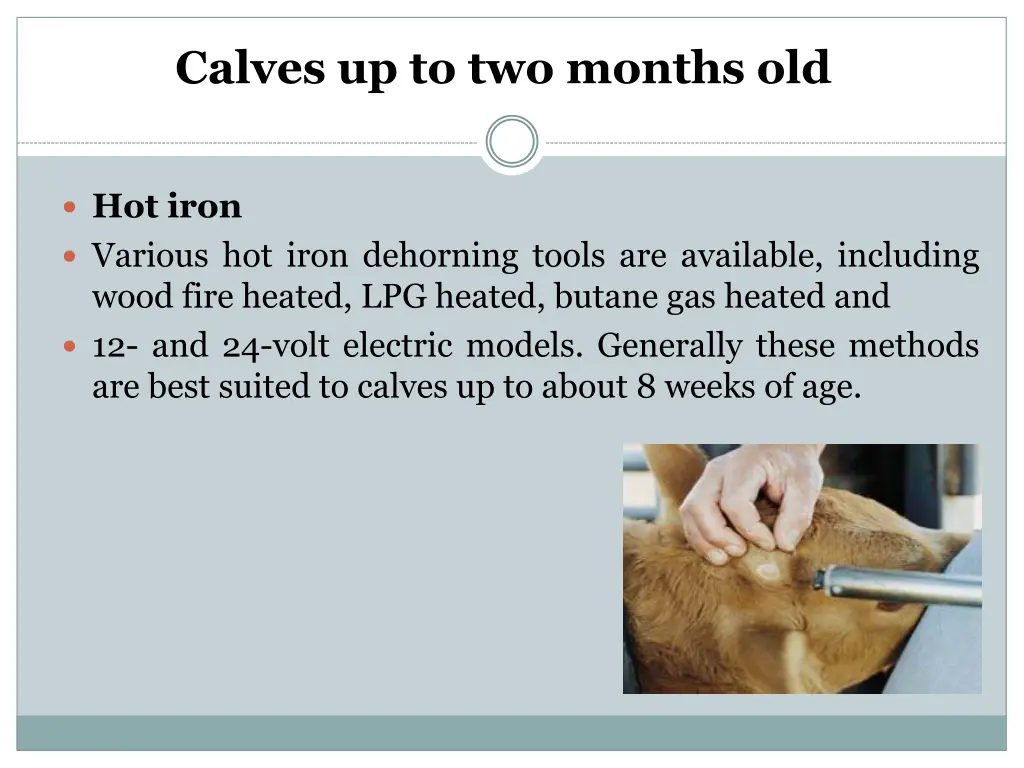 calves up to two months old