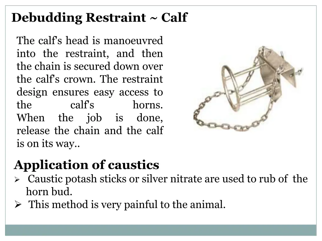 debudding restraint calf