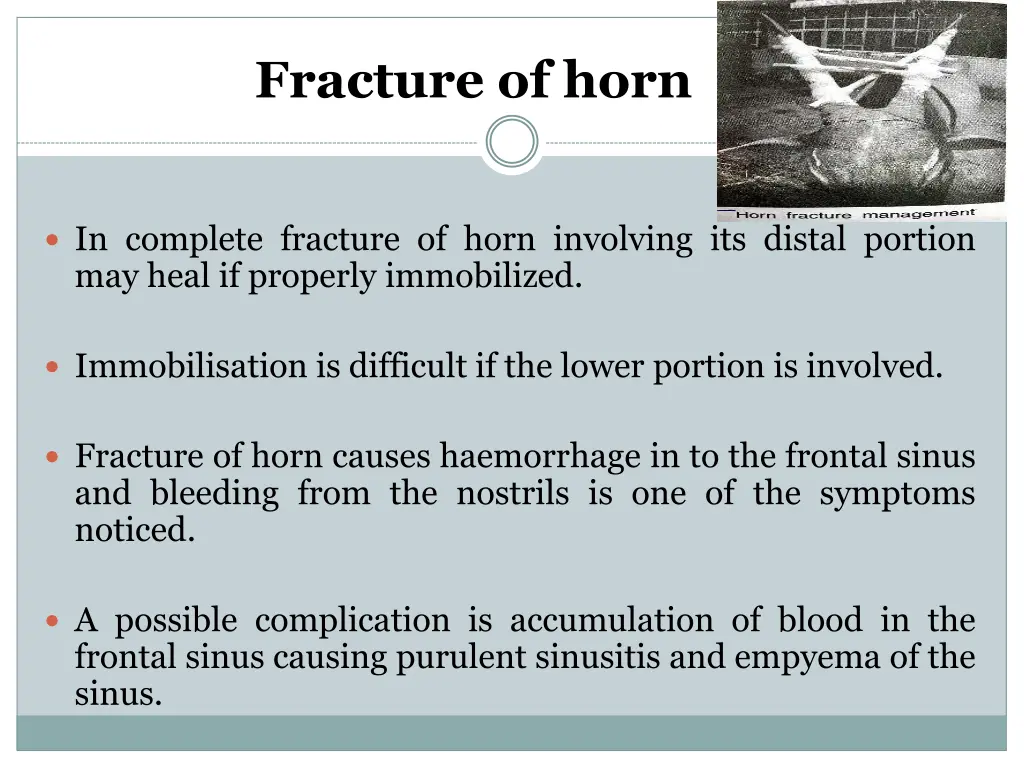 fracture of horn