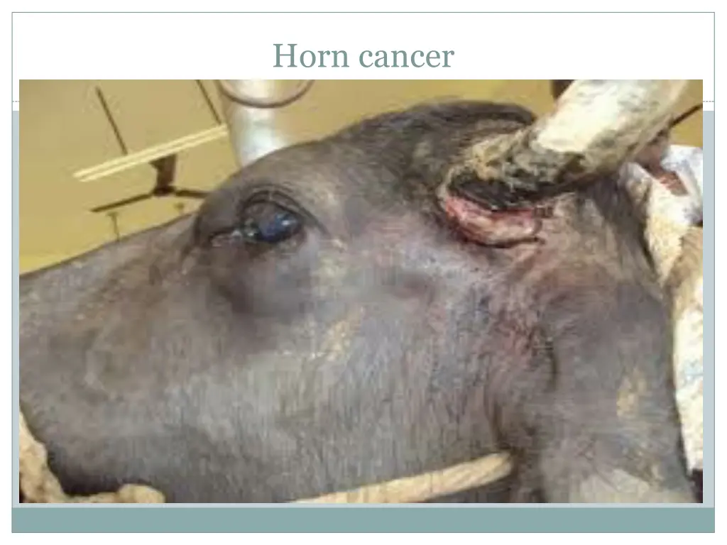 horn cancer 1