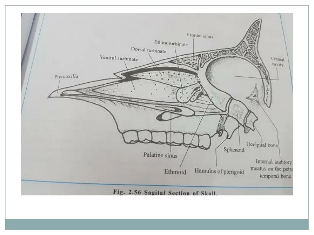 slide15