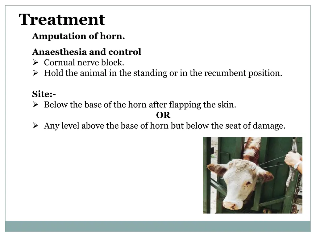 treatment amputation of horn