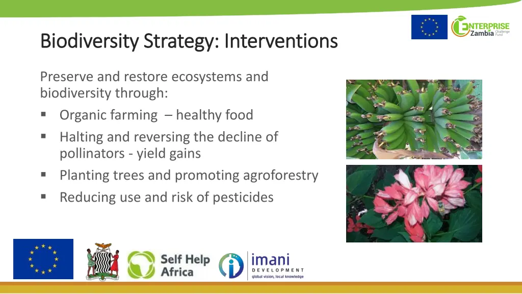 biodiversity strategy interventions biodiversity