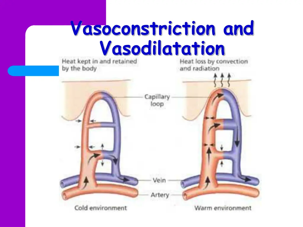 vasoconstriction and vasodilatation